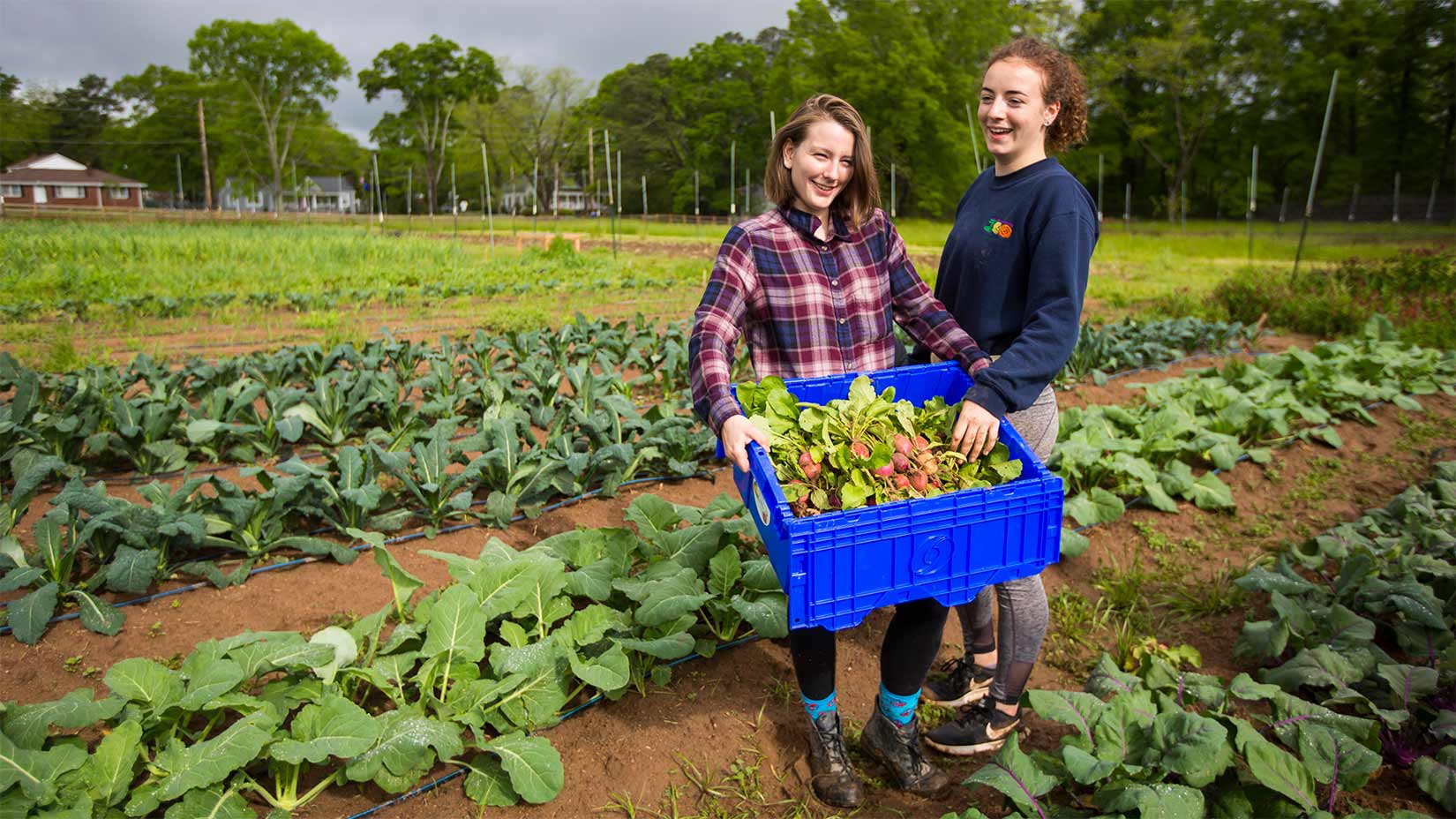 Oxford students harvest vegetables from the farm.