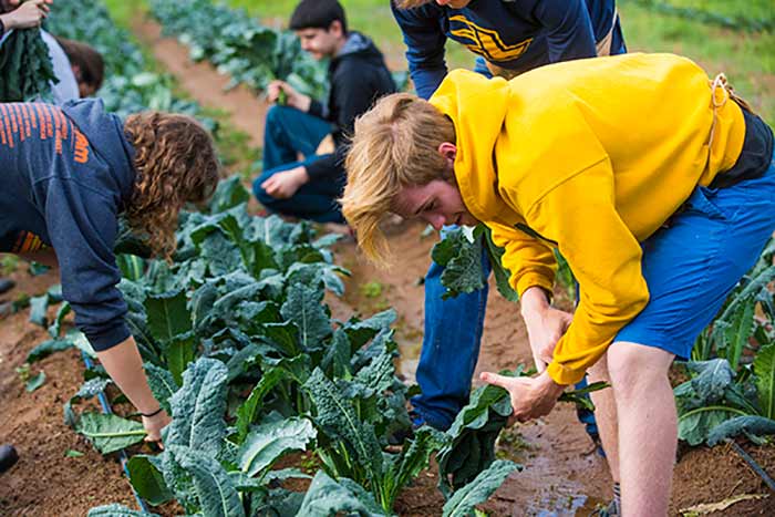 Fresh lettuces and greens get picked with a little help.