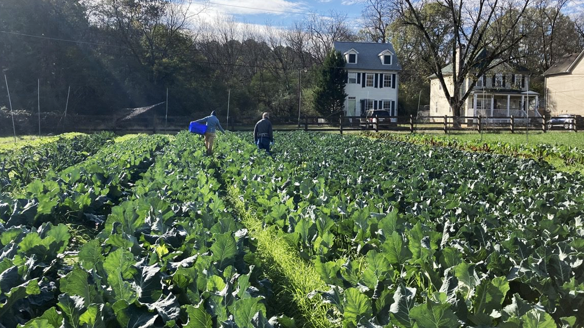 Oxford students harvest vegetables from the farm.