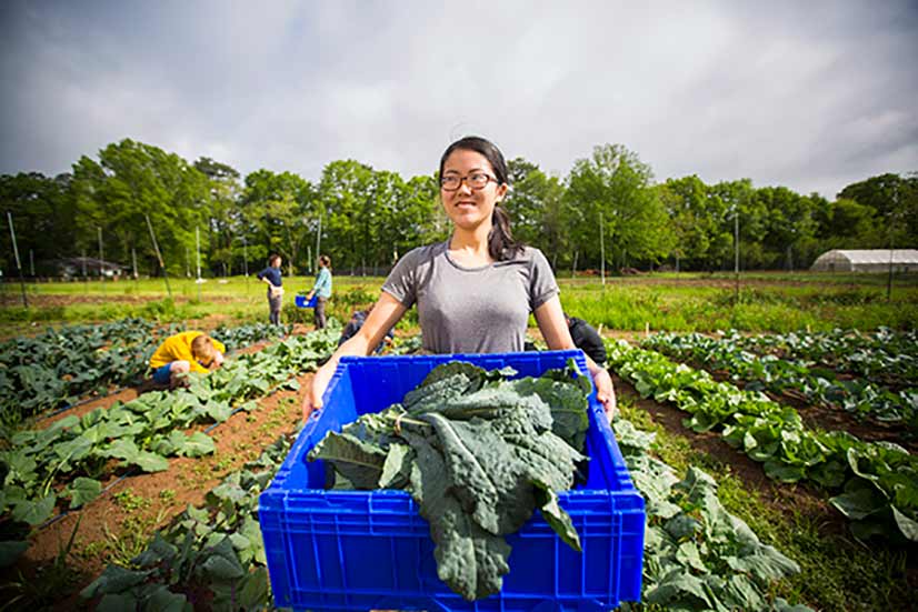 Celine Kong pulls her weight helping gather vegetables at the farm.
