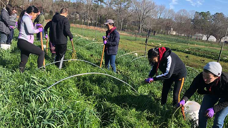 Volunteers glean vegetables from the Oxford Organic Farm.